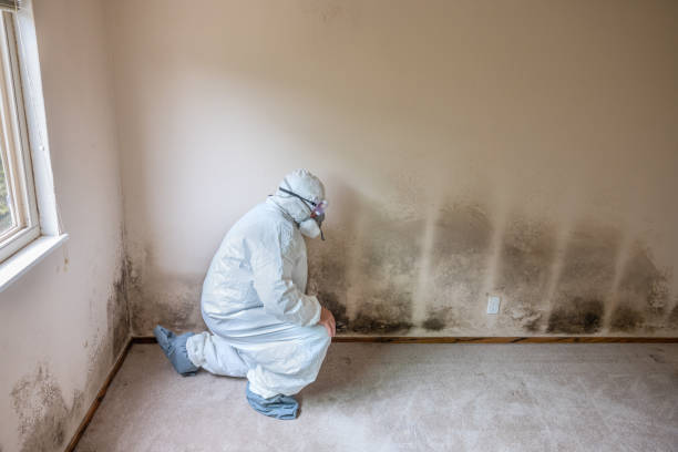 Trusted San Joaquin, CA Mold Remediation Experts